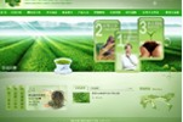 澄迈万昌苦丁茶场